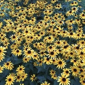 Meet your Posher, Lillian